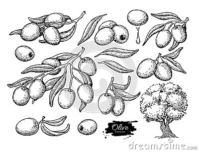 Olive set. Hand drawn vector illustration of branch with food, tree, oil drop. Isolated drawing on white background. Vector Illustration