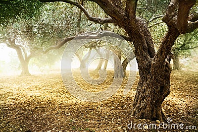 Olive tree Stock Photo