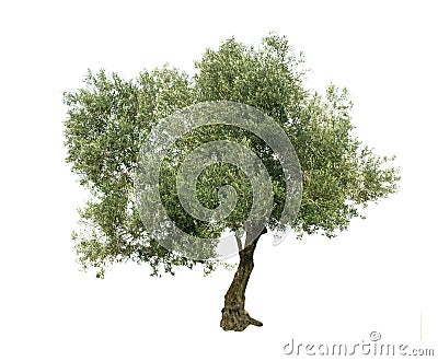 Olive tree Stock Photo