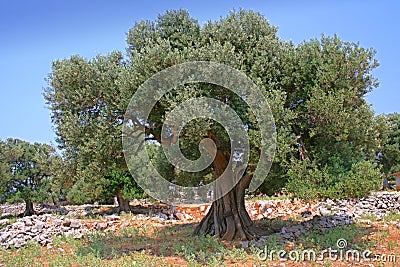 Olive tree Stock Photo