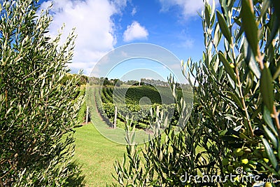 Olive tree along a vineyard Stock Photo