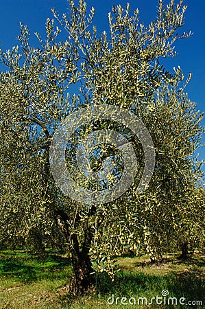 An olive tree of the Ascolana variety in central Italy used for the typical production of fried Ascoli olive Stock Photo