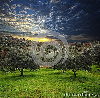 Olive tree background Stock Photo