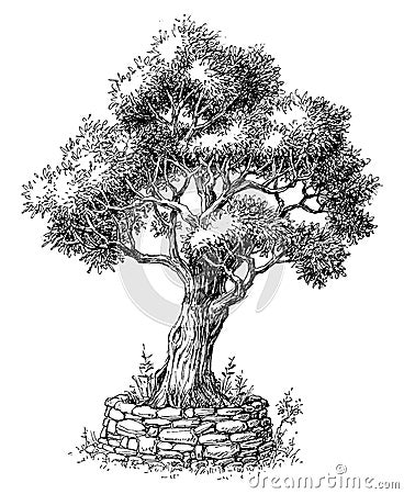 Olive tree drawing Vector Illustration