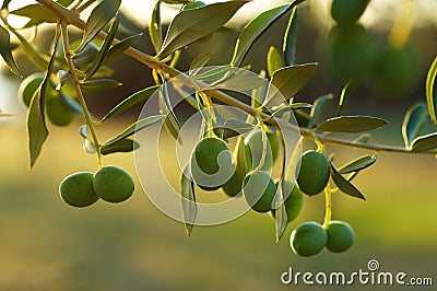 Olive tree branch Stock Photo