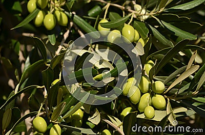 Olive tree branch Stock Photo