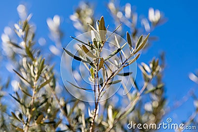Olive Tree Branch. Focus in the center Stock Photo