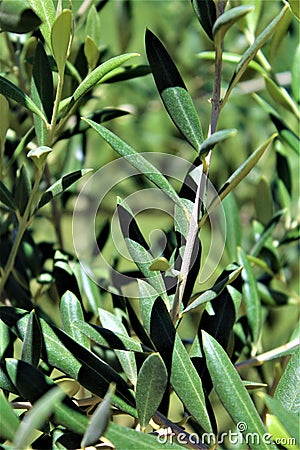 Olive Tree branch, olea europaea, european olive located in Queen Creek, Arizona, United States Stock Photo