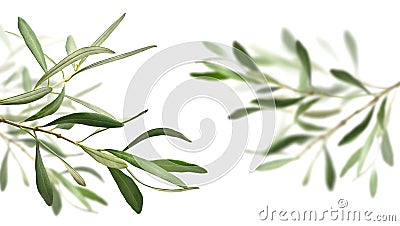 Olive tree branches Stock Photo