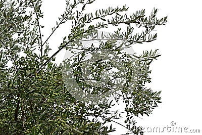 Olive tree branches with ripe olives Stock Photo