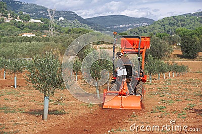 Olive tree cultive in a Mediterranean country. Farmer in a tractor in Spain working for oil agriculture industry. Stock Photo