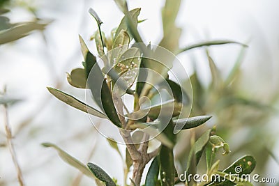 Olive tree damaged leaves with insect Stock Photo