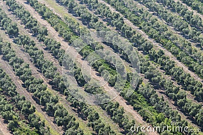 Olive tree field in Tarragona, Catalonia, Spain Stock Photo