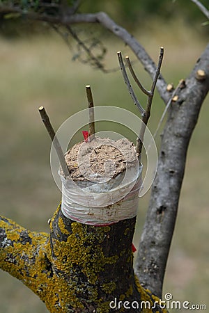 Olive tree grafting Stock Photo