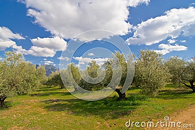 Olive tree in green meadow Stock Photo