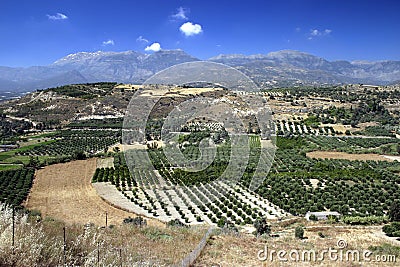 Olive Tree Groves in Crete Stock Photo