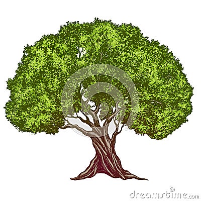 Olive tree hand drawn vector illustration realistic sketch color Vector Illustration