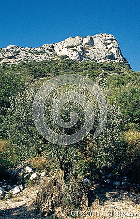 A old olive tree in the DrÃ´me ProvenÃ§ale, France Stock Photo