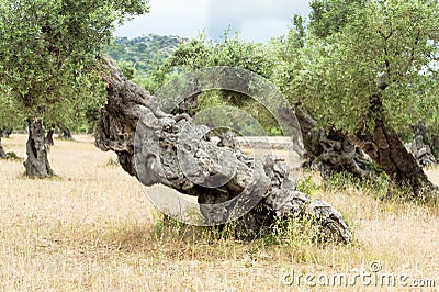 Olive Tree with knobby Trunk Stock Photo