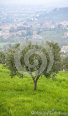 Olive tree at knoll. View town Verona Stock Photo