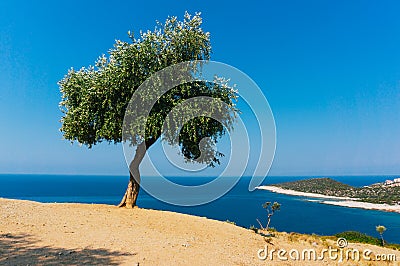 Olive tree Stock Photo