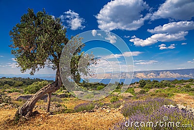 The olive tree among lavender field on Hvar island Stock Photo