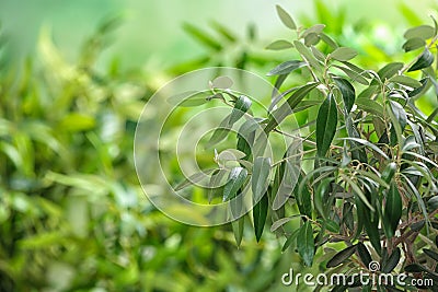 Olive tree with leaves on green blurred background Stock Photo