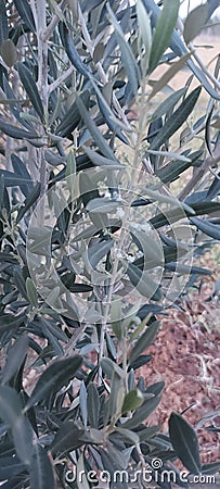 Olive tree lov Stock Photo