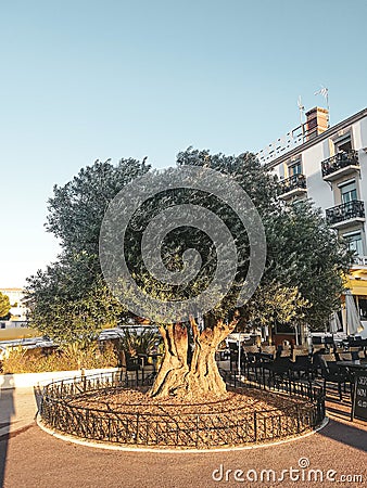 An olive tree in Arcachon Editorial Stock Photo