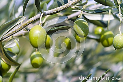 Olive Tree (Olea europaea) Stock Photo