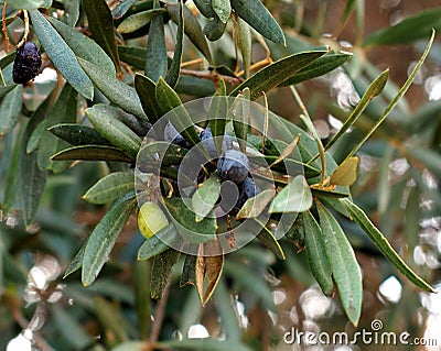 Olive Tree Or Olea Europaea In Portugal Stock Photo