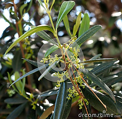 Olive Tree Or Olea Europaea In Spring In Crete Greece Stock Photo