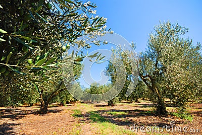 Olive tree orchard Stock Photo