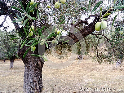 Olive tree in Pefkohori Greece Stock Photo