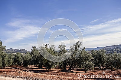 Olive tree from the picual variety near Jaen Stock Photo