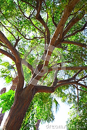 Olive tree Stock Photo