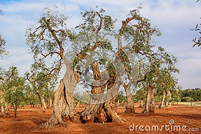 Olive tree in the Salento countryside of Puglia Stock Photo