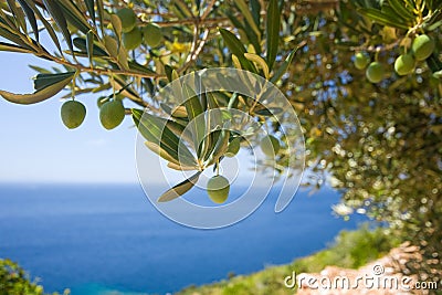 A olive tree on the sea background Stock Photo