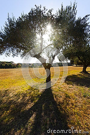 Olive tree with sun behind on a yellow field Stock Photo