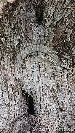 Olive tree textured bark background Stock Photo