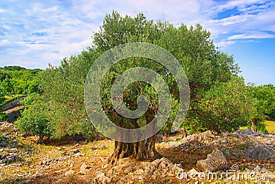 Olive tree trunk Stock Photo