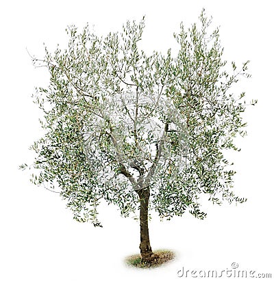 Olive tree Stock Photo