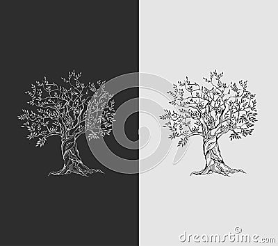 Olive tree on vintage paper Vector Illustration