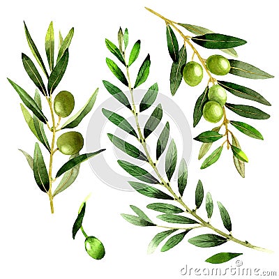 Olive tree in a watercolor style isolated. Stock Photo