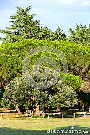 An olive tree about 1600 years old Stock Photo