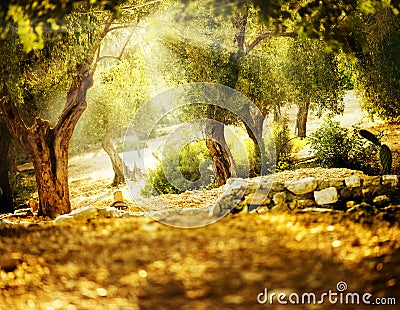 Olive Trees Stock Photo