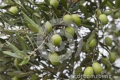 Olive Trees Stock Photo