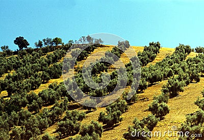 Olive trees Stock Photo