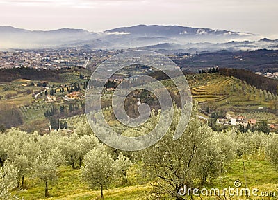 Olive trees Stock Photo