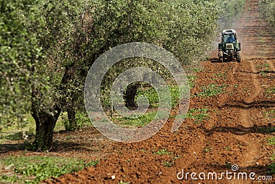 Olive trees Stock Photo